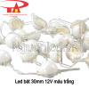Led bát 30mm 12v màu trắng đầu đục