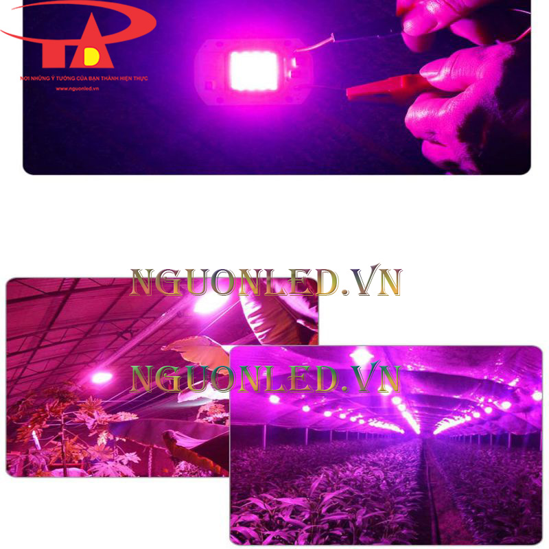 Chips led nông nghiệp giá rẻ tại tân phú