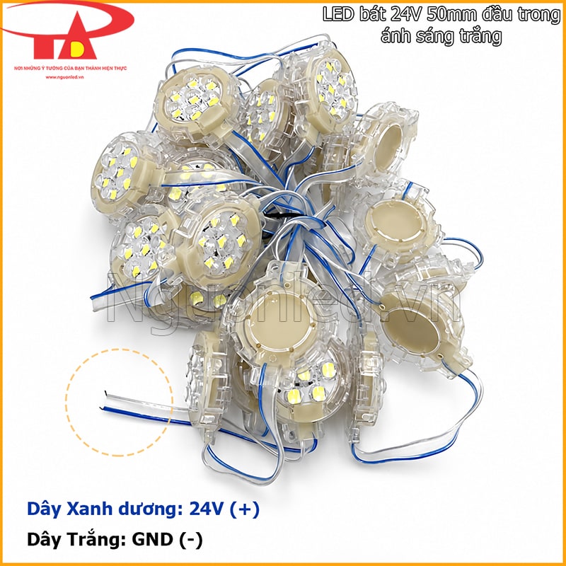 LED bát 24V 50mm đầu trong với 2 dây gồm sọc xanh dương và dây trắng trong