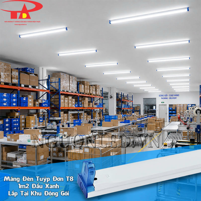 Máng tuýp LED đơn 1m2 đầu xanh giữ bóng phía trên trần từ vị trí bàn đến băng chuyền khu đóng gói