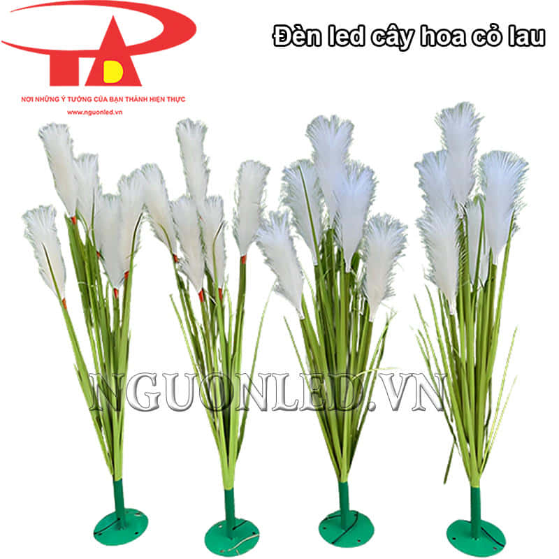 Cây đèn hoa cỏ lau